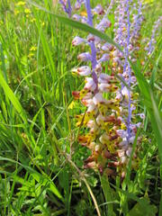Lachenalia mutabilis