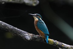 Alcedo atthis