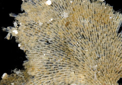 Dendrobeania lichenoides