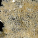 Dendrobeania lichenoides - Photo (c) Hakai Institute,  זכויות יוצרים חלקיות (CC BY-NC-SA), הועלה על ידי Hakai Institute