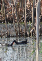 Gallinula galeata