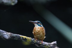 Alcedo atthis