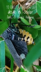 Acraephia perspicillata