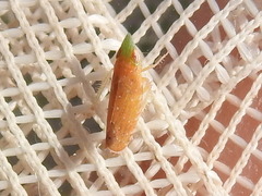 Scaphytopius argutus