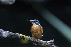 Alcedo atthis