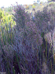 Erica hispidula hispidula