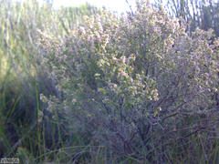Erica hispidula hispidula