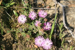 Antimima microphylla