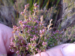 Erica hispidula hispidula