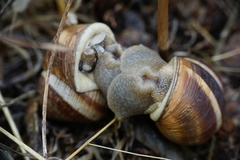 Helix cincta