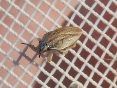 Homaemus parvulus