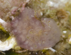 Distaplia occidentalis