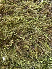Platylomella lescurii