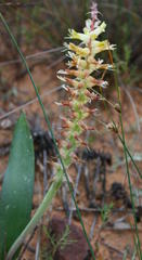 Lachenalia ventricosa