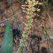 Lachenalia ventricosa - Photo (c) Gerhard Malan, some rights reserved (CC BY-NC), uploaded by Gerhard Malan