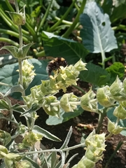 Sideritis raeseri