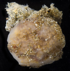 Aplidium solidum