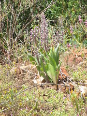 Lachenalia violacea