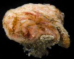 Aplidium solidum
