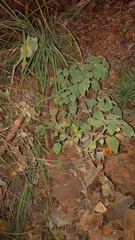 Physalis vestita