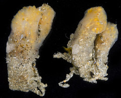 Eudistoma ritteri