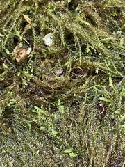 Platylomella lescurii