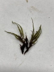 Platylomella lescurii