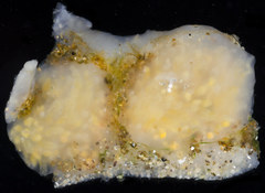 Eudistoma ritteri