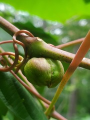 Ampelomyia vitispomum