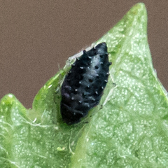 Aphelinidae