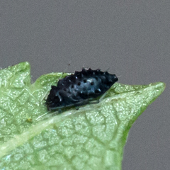 Aphelinidae
