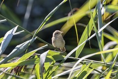 Acrocephalus scirpaceus