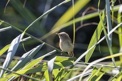 Acrocephalus scirpaceus