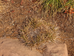 Carex deflexa boottii