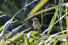 Acrocephalus scirpaceus