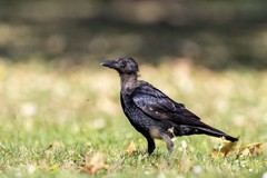 Corvus corone