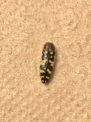 Acmaeodera solitaria