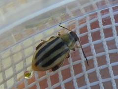 Capraita texana