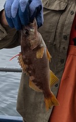 Sebastes serranoides