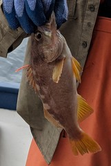 Sebastes serranoides