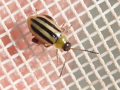 Capraita texana