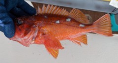 Sebastes rosaceus