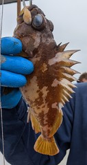 Sebastes carnatus