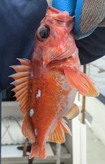 Sebastes rosaceus