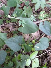 Rytidostylis gracilis