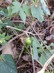 Rytidostylis gracilis