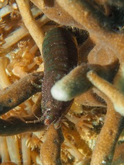 Pseudosquilla ciliata image