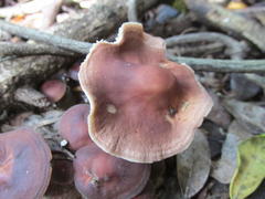Gymnopus ocior