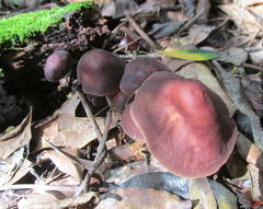 Gymnopus ocior