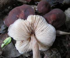 Gymnopus ocior